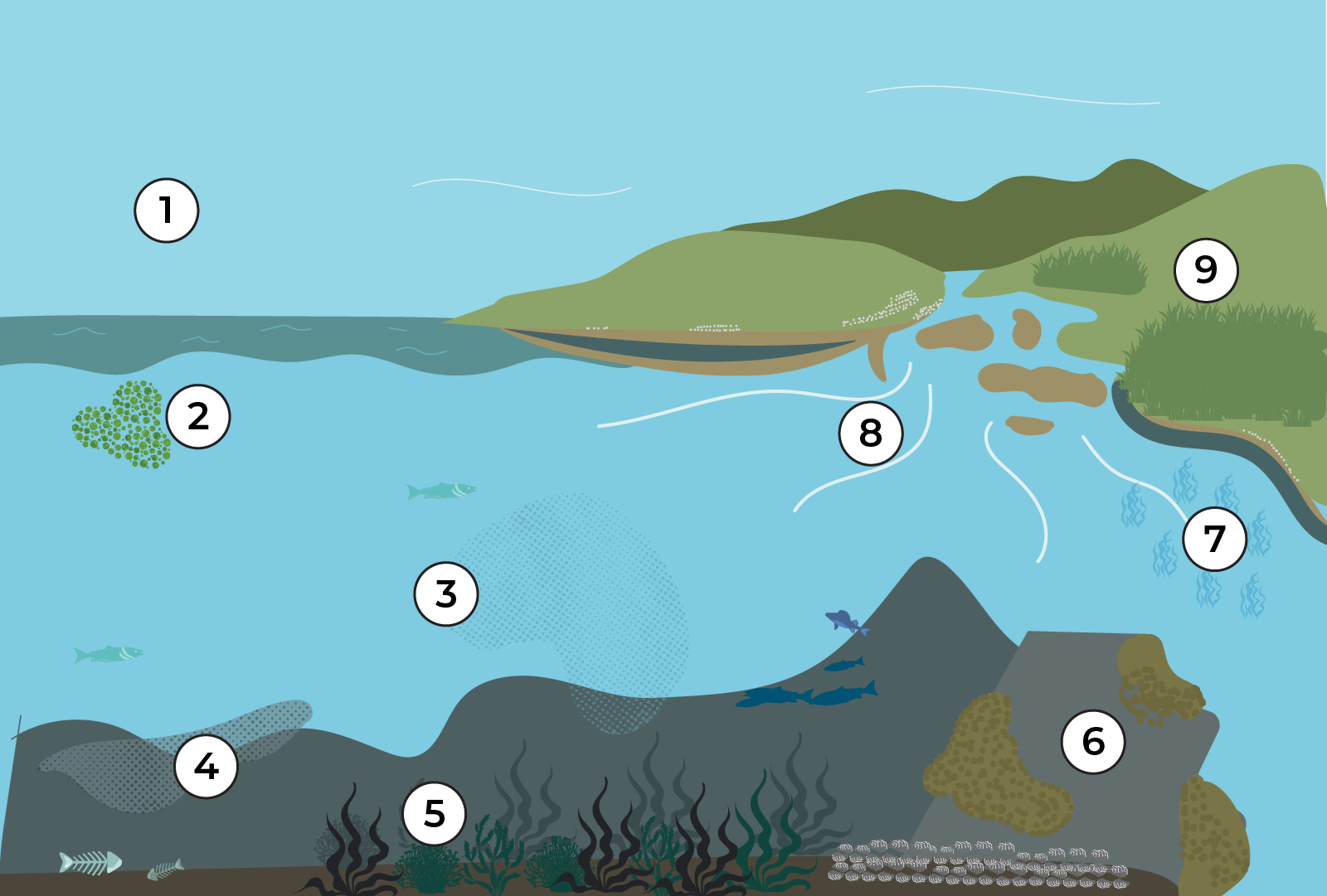Diagram yn dangos sut mae carbon glas yn cael ei ddal a'i storio mewn ecosystemau morol ac arfordirol gan gynnwys morfa heli, glaswellt y môr, coedwigoedd gwymon, plancton a riffiau biogenig.
